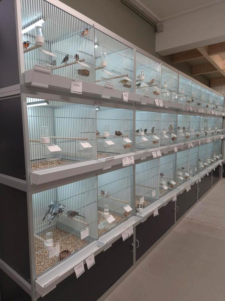 Ruime keuze tropische vogels en europese cultuurvogels, Dieren en Toebehoren, Vogels | Overige Vogels, Tropenvogel, Meerdere dieren