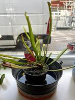 Vleesetende plant (Sarracenia), Huis en Inrichting, Kamerplanten, Ophalen, Halfschaduw