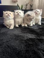Britskorthaar kittens, Dieren en Toebehoren, Katten en Kittens | Raskatten | Korthaar, Meerdere dieren, Gechipt, 0 tot 2 jaar