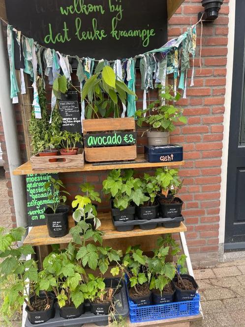 Planten, stekjes, bessenstruik, avocado, vijg, wineberry, Tuin en Terras, Planten | Tuinplanten, Volle zon, Zomer, Ophalen