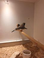 zwartwangen, Meerdere dieren, Geringd