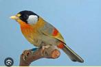 Zilveroornachtegaal man, Dieren en Toebehoren, Mannelijk, Tropenvogel