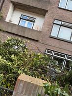 Afvoeren boom, Ophalen of Verzenden