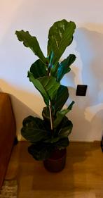 Ficus lyrata, Ophalen of Verzenden, Ficus, Halfschaduw