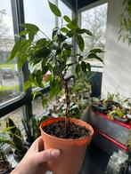 Ficus Benjamina gevlochten, Huis en Inrichting, Kamerplanten, Ficus, Ophalen of Verzenden, Halfschaduw