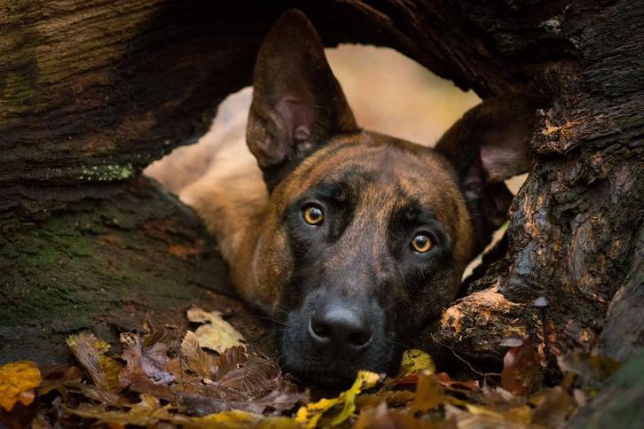 Fotos/ Videos van uw huisdier ( Hond, kat, Paardd, Kip), Dieren en Toebehoren, Honden-accessoires, Nieuw, Ophalen
