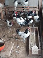 broedeieren, Dieren en Toebehoren, Geslacht onbekend, Kip