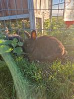 Konijn man, Dieren en Toebehoren, Konijnen, Mannelijk, Middelgroot, 0 tot 2 jaar