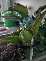 Mother of Thousand 15 bladstekjes voor 3,50, Huis en Inrichting, Kamerplanten, Vetplant, Minder dan 100 cm, Groene kamerplant