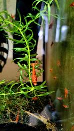 Red Sakura Garnalen Neocaridina, Dieren en Toebehoren, Vissen | Aquariumvissen, Kreeft, Krab of Garnaal, Zoetwatervis