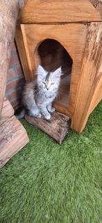 Aanhankelijke main coon x, Dieren en Toebehoren, Katten en Kittens | Raskatten | Langhaar, Poes, Gechipt, 0 tot 2 jaar