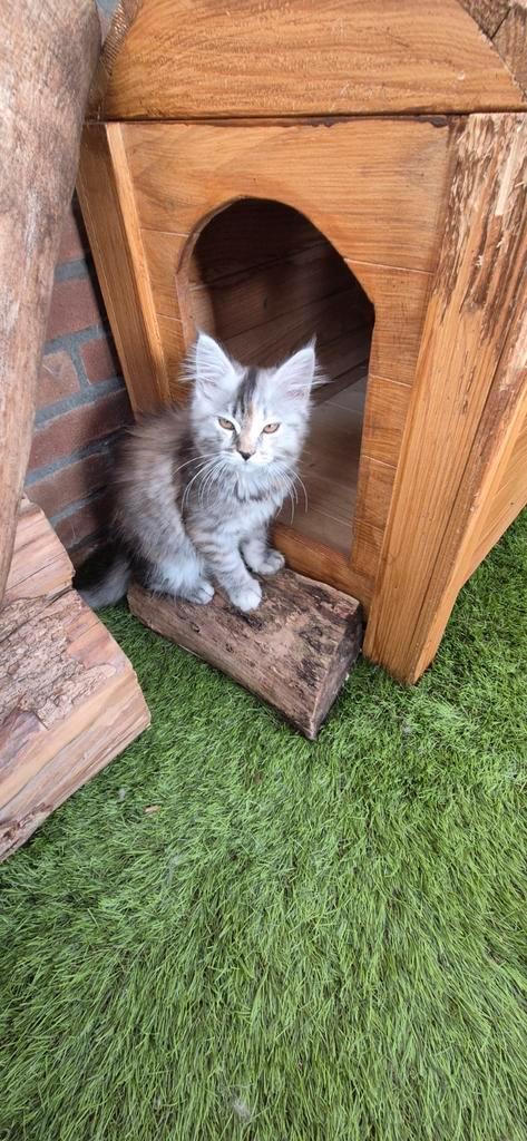 Aanhankelijke main coon x, Dieren en Toebehoren, Katten en Kittens | Raskatten | Langhaar, Poes, 0 tot 2 jaar, Gechipt, Ontwormd