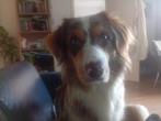 Honden uitlaten, Diensten en Vakmensen, Dieren | Honden | Verzorging, Oppas en Les