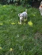Mooie raszuivere Jack Russel pups, Dieren en Toebehoren, Honden | Jack Russells en Terriërs, Jack Russell Terriër, 8 tot 15 weken