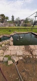 Twee mannen eenden  wildkleur (geringd), Dieren en Toebehoren, Eend, Mannelijk