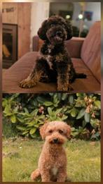 Hoeraaa! Toypoedel puppy's op komst!, Dieren en Toebehoren, Poedel, CDV (hondenziekte), Teef, Eén hond