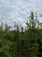 Hoge beuken 250 -350 cm, Tuin en Terras, Planten | Bomen, Ophalen
