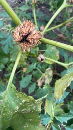 Datura zaden ophalen, Ophalen, Volle zon