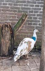 Koppel blauw bonte pauwen van 2024 te koop, Dieren en Toebehoren, Pluimvee, Meerdere dieren, Overige soorten