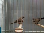 Bichenow astrildes, Dieren en Toebehoren, Vogels | Overige Vogels, Meerdere dieren, Geringd