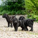 Zwart medium Doodle reutje Labradoodle X Sennendoodle, Dieren en Toebehoren, Honden | Niet-rashonden, 8 tot 15 weken, Meerdere