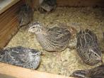 Te Koop japanse kwartels ( jubo ), Dieren en Toebehoren, Meerdere dieren, Tropenvogel, Tam