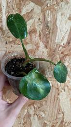 Philodendron White Princess stekje, Ophalen of Verzenden, Overige soorten, Halfschaduw, Minder dan 100 cm