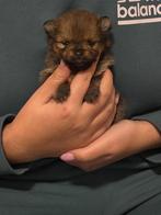 Mooie kleine pomeriaan pups, Dieren en Toebehoren, Honden | Chihuahua's en Gezelschapshonden, Overige rassen, CDV (hondenziekte)