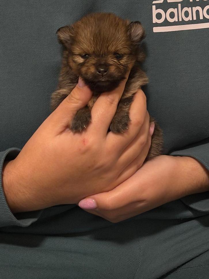Mooie kleine pomeriaan pups, Dieren en Toebehoren, Honden | Chihuahua's en Gezelschapshonden, Meerdere dieren, Overige rassen