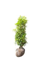 Prunus lusitanica portugese laurier 100-125 haagplant, Ophalen, Laurier, Haag, 100 tot 250 cm