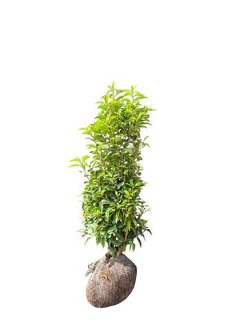 Prunus lusitanica portugese laurier 100-125 haagplant beschikbaar voor biedingen