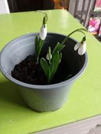 Sneewkokjes op.pot, Ophalen of Verzenden, Volle zon, Knol