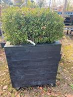 Plantenbak op wielen 80x80x140 cm inclusief ilex planten, Vierkant, Ophalen of Verzenden, Zo goed als nieuw, Balkon