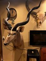 Grote kudu, Verzamelen, Dierenverzamelingen, Ophalen, Nieuw