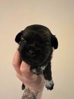 Boomer pups, Meerdere, Meerdere dieren, Klein, Nederland