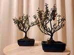 cotoneaster shohin bonsai, Ophalen of Verzenden, Volle zon, Overige soorten, Minder dan 100 cm