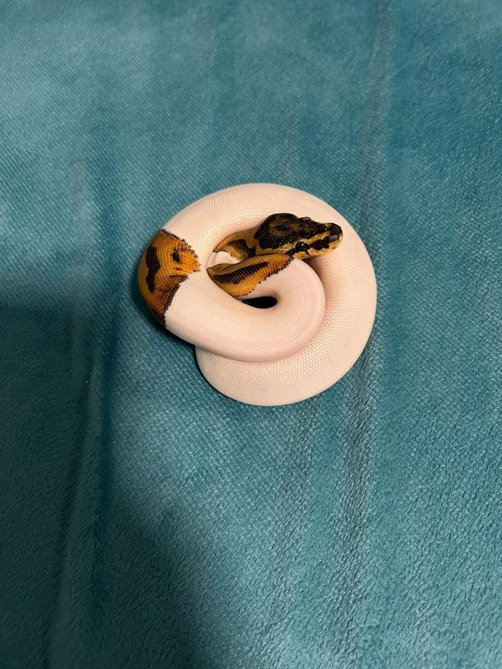 Zeldzame koningspython piebald clown 1.0 en terrarium, Dieren en Toebehoren, Reptielen en Amfibieën, Slang, 0 tot 2 jaar