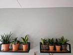 Sanseverias, Ophalen, Overige soorten, Minder dan 100 cm