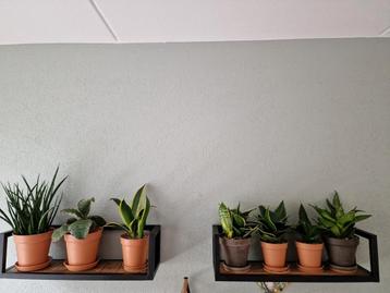 Sanseverias beschikbaar voor biedingen