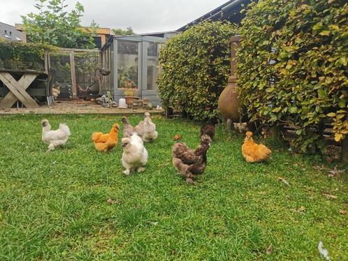 Broedeieren Zijdehoen Kriel, Dieren en Toebehoren, Pluimvee, Kip, Geslacht onbekend