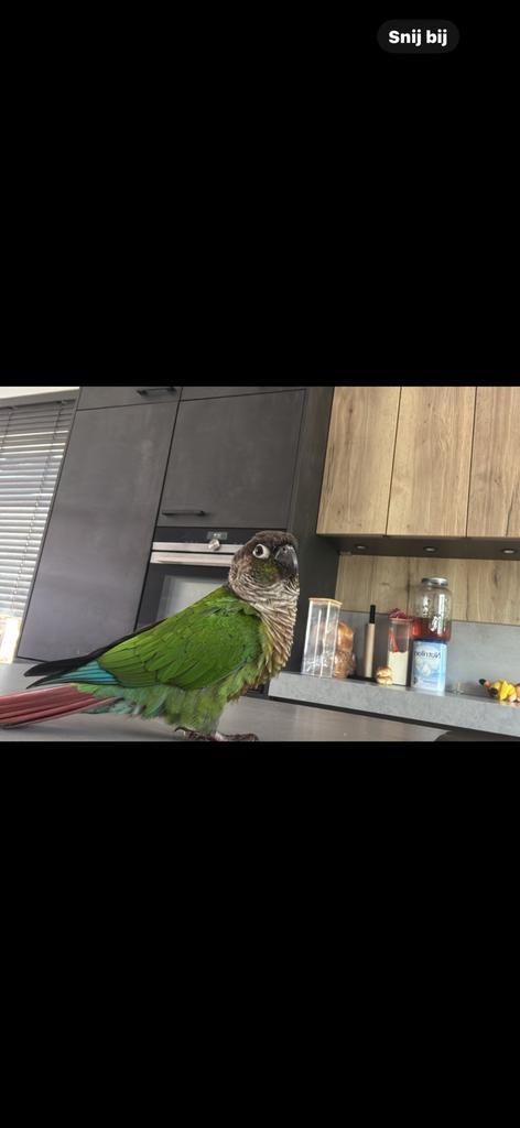 Pyrrhura Kiwi, Dieren en Toebehoren, Vogels | Parkieten en Papegaaien, Dwergpapegaai of Agapornis, Vrouwelijk, Tam