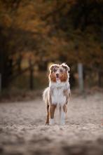 Red merle Australian Shepherd Dekreu, Dieren en Toebehoren, Honden | Herdershonden en Veedrijvers, Reu, 1 tot 2 jaar, Eén hond