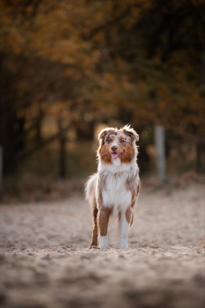 Red merle Australian Shepherd Dekreu, Dieren en Toebehoren, Honden | Herdershonden en Veedrijvers, Reu, Herder, Particulier, Eén hond