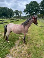 A Welsh merrie, Dieren en Toebehoren, Pony's, Merrie, Niet van toepassing, A pony (tot 1.17m), 3 tot 6 jaar