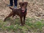 Patterdale terrier pups aangeboden, Dieren en Toebehoren, Overige rassen, CDV (hondenziekte), 8 tot 15 weken, Meerdere