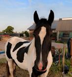 Lieve merrie zoekt nieuw 5 sterren huis, Merrie