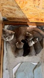 Mooie kruising britse korthaar kittens te koop, Meerdere dieren
