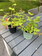 Stek fazantenbes ,Leycesteria formosa,laatsten, Ophalen, Zomer, Overige soorten, Volle zon