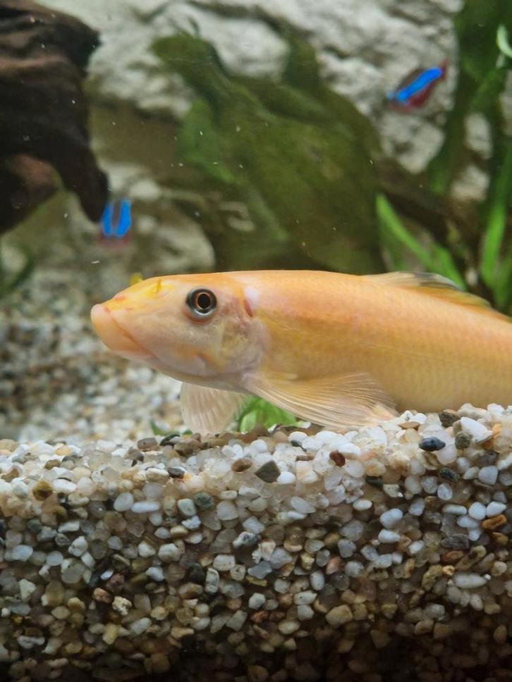 3 Siamese Algeneters, Dieren en Toebehoren, Vissen | Aquariumvissen, Vis