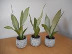 sanseveria lichte bladsoort lucht zuiverende plant, Overige soorten, In pot, Minder dan 100 cm, Groene kamerplant